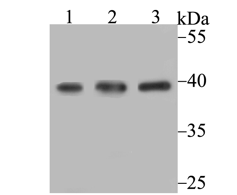 SAE1 Antibody