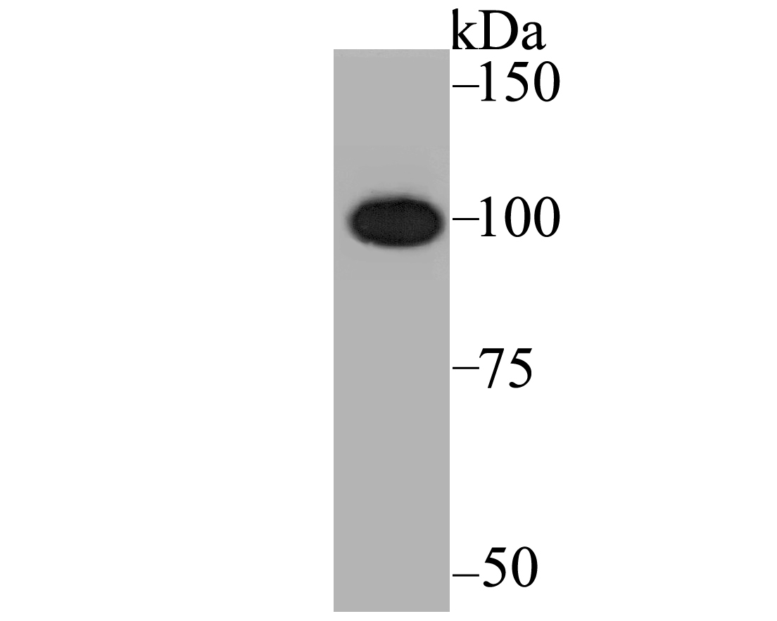 CENPC Antibody