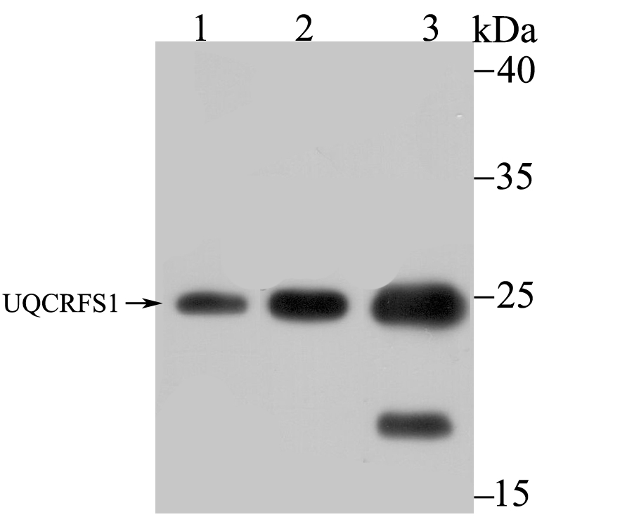 UQCRFS1 Antibody