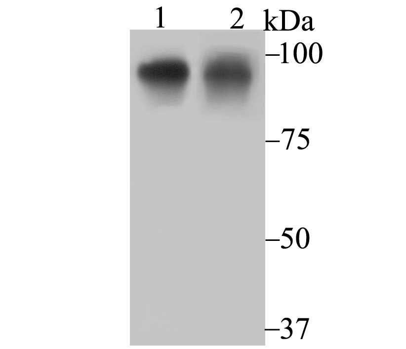 Oct Antibody