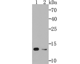 Cellubrevin Antibody