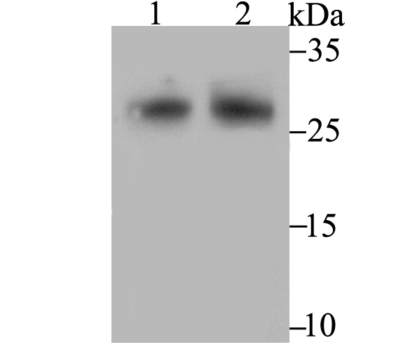 FHL2 Antibody