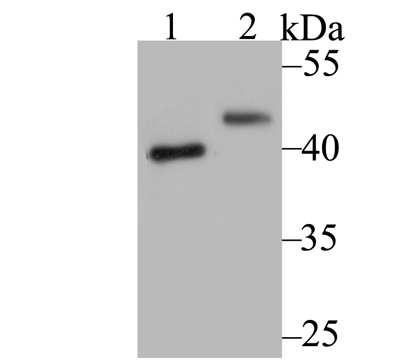 SUV39H2 Antibody