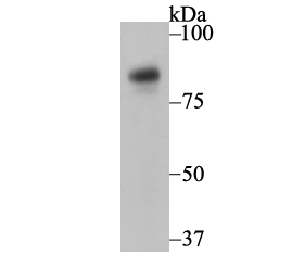 Nicastrin Antibody