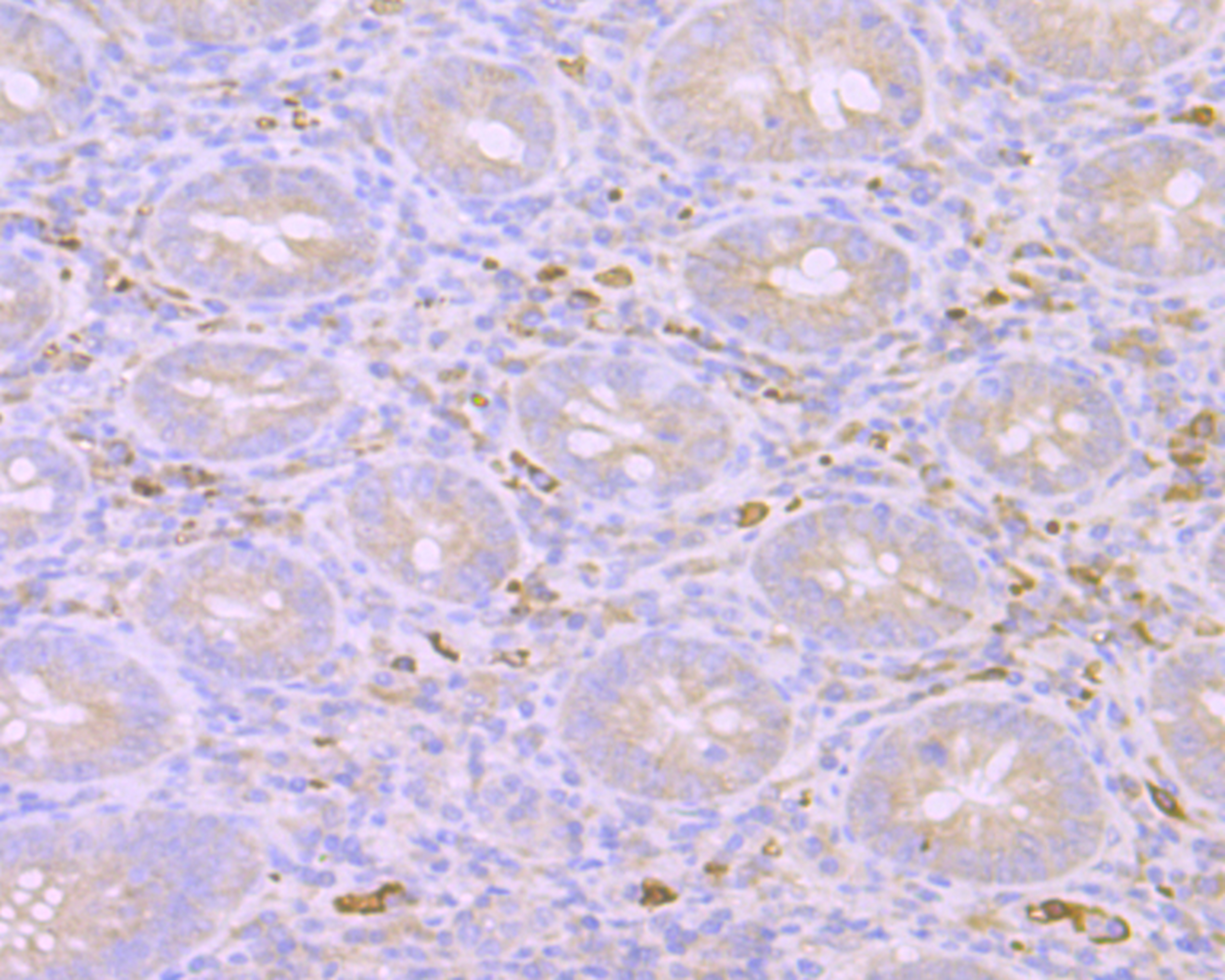 Mib1 Antibody