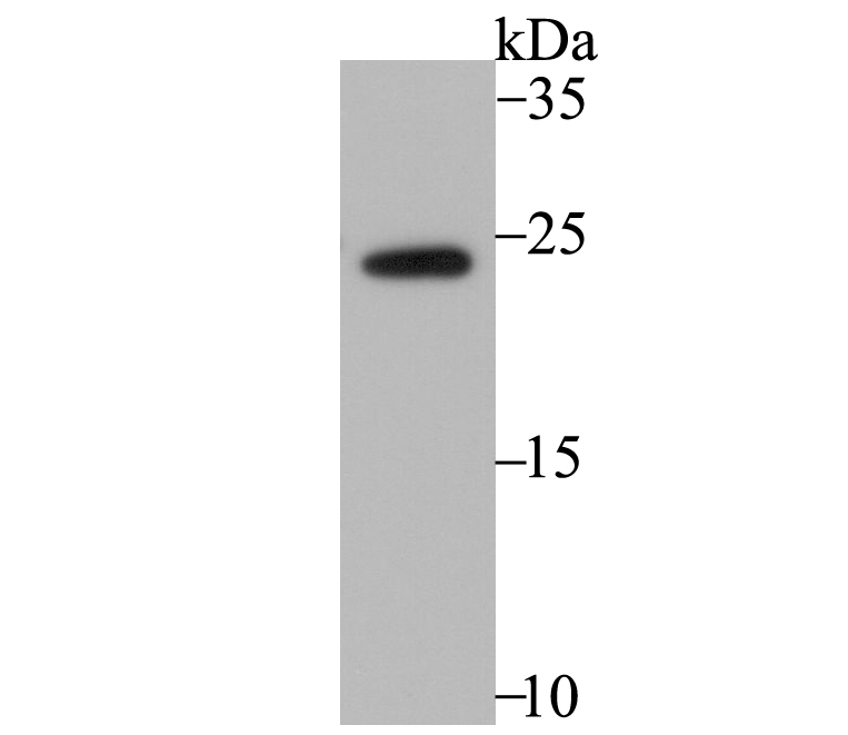 RHEB Antibody