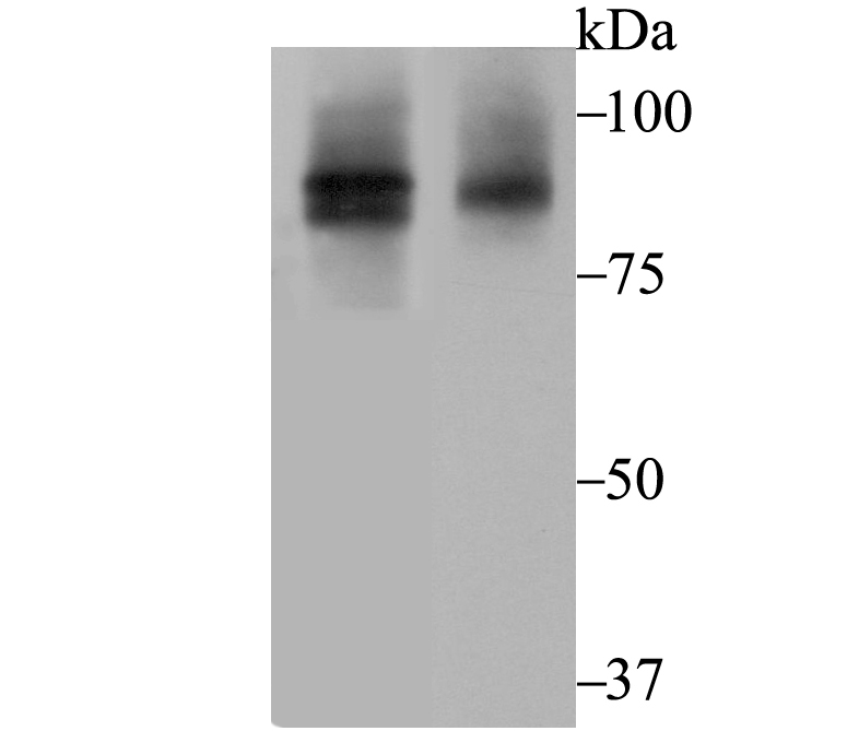 Cullin 2 Antibody
