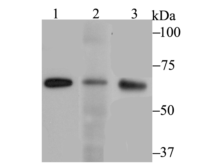 RanGAP1 Antibody