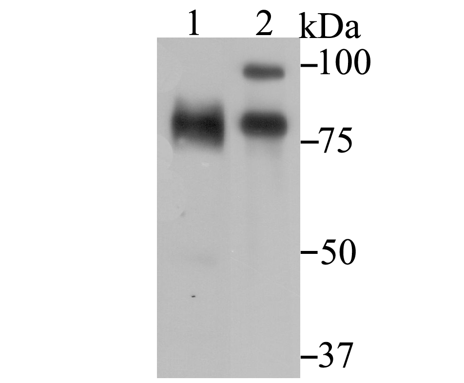 ILF3 Antibody