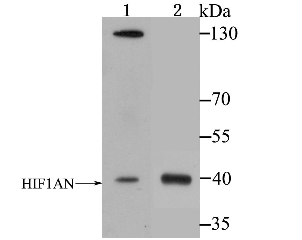 HIF1AN Antibody