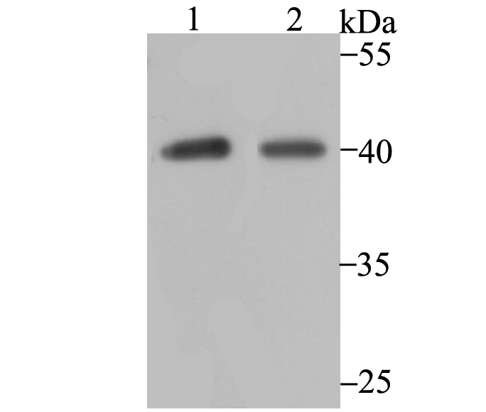P2Y6 Antibody