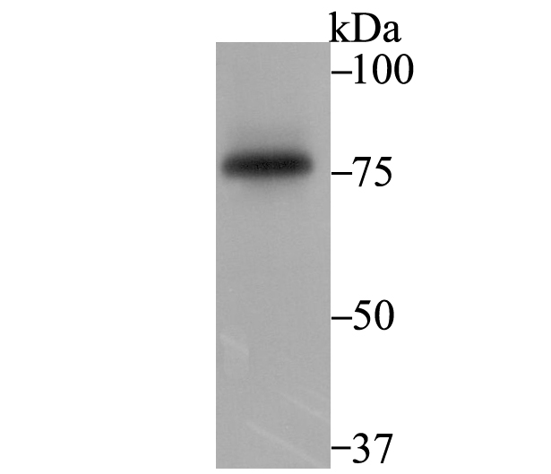 SENP1 Antibody