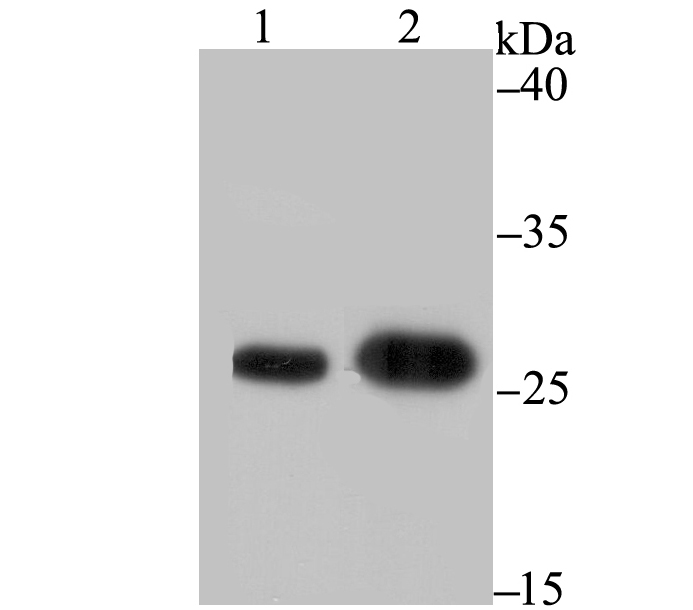 BAP31 Antibody