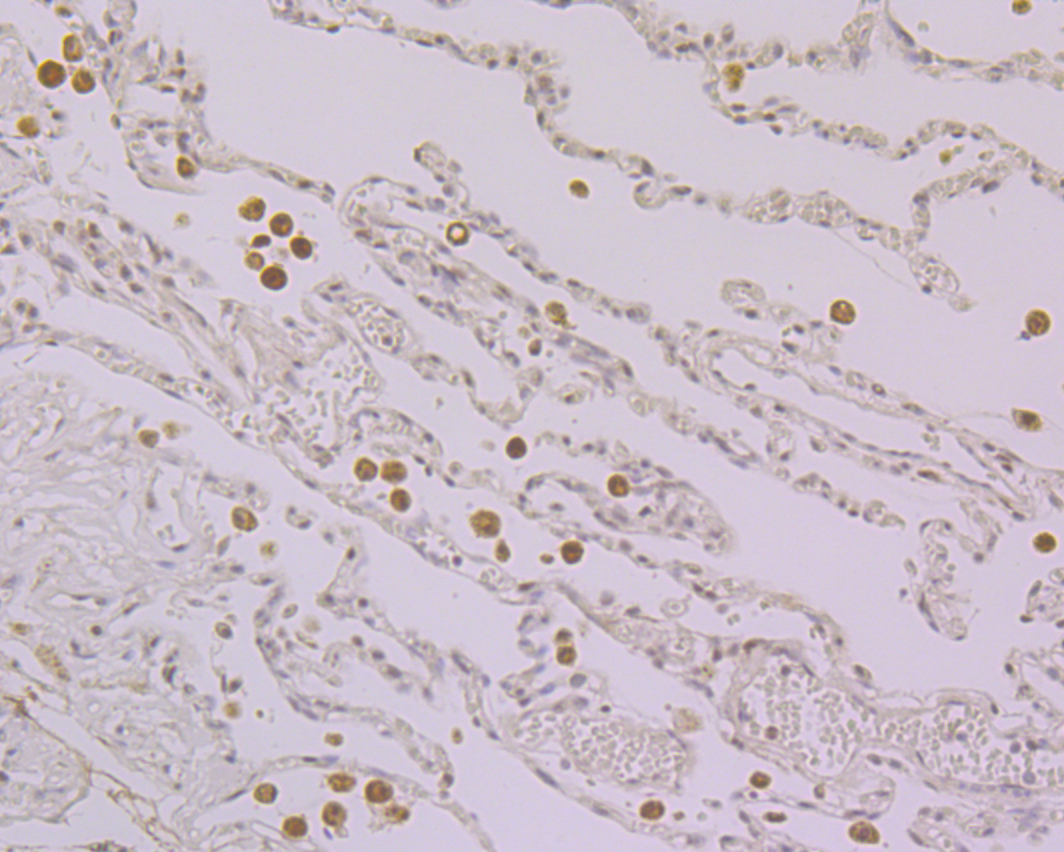 Nucleostemin Antibody