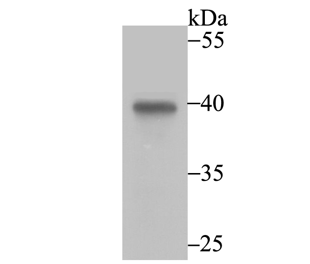 Annexin IV Antibody