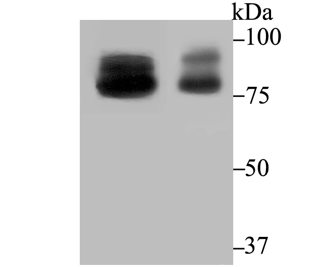 OS9 Antibody