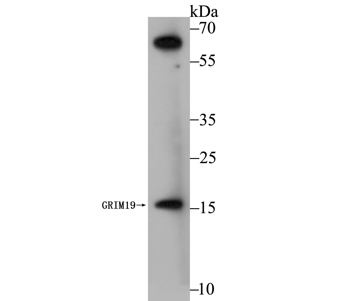 GRIM19 Antibody