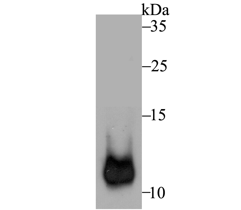 Cpn10 Antibody