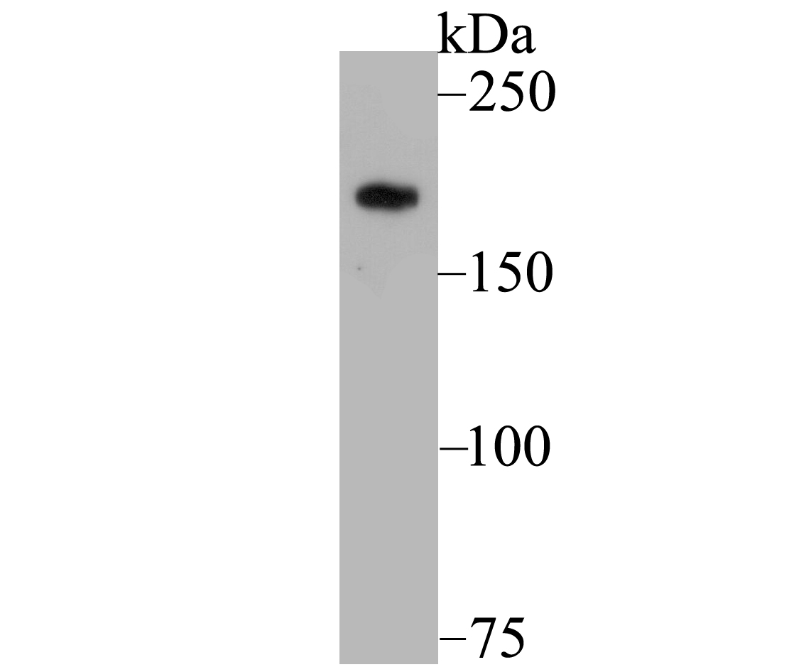 Gli3 Antibody