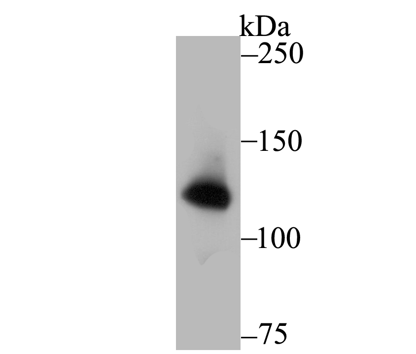 hUPF1 Antibody