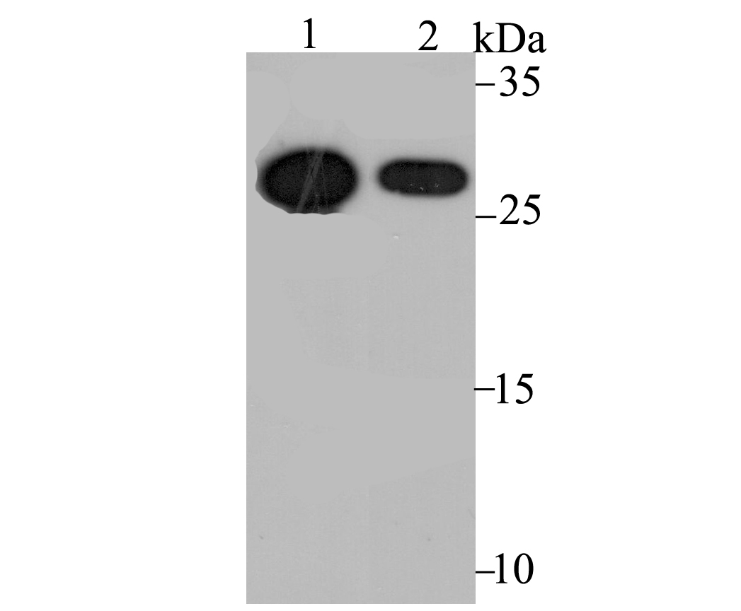 Cdx1 Antibody