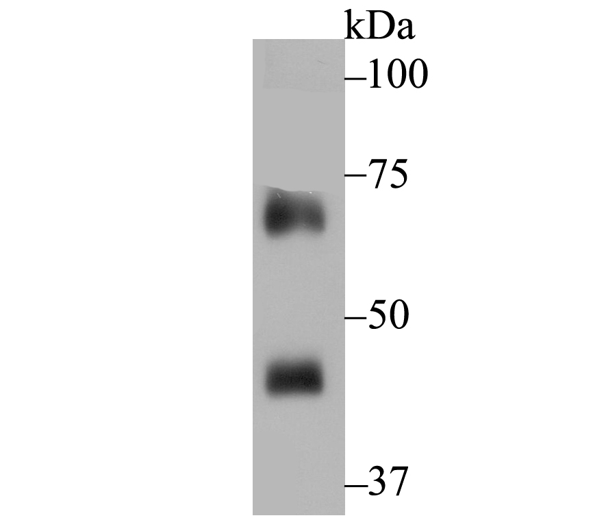 NOXA2 Antibody