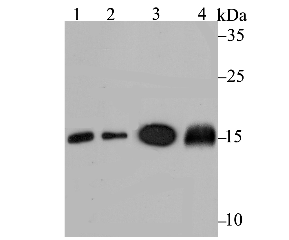 Ube2N Antibody