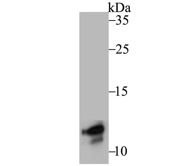 DAP12 Antibody