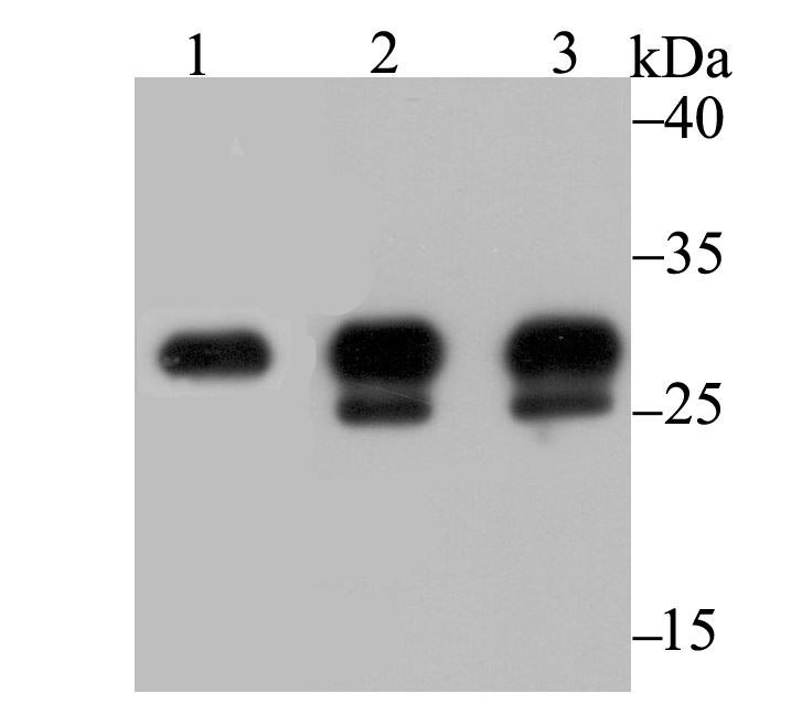 Carbonic Anhydrase I Antibody