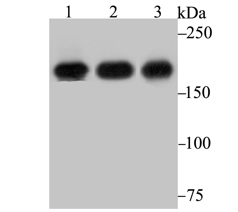 IQGAP1 Antibody