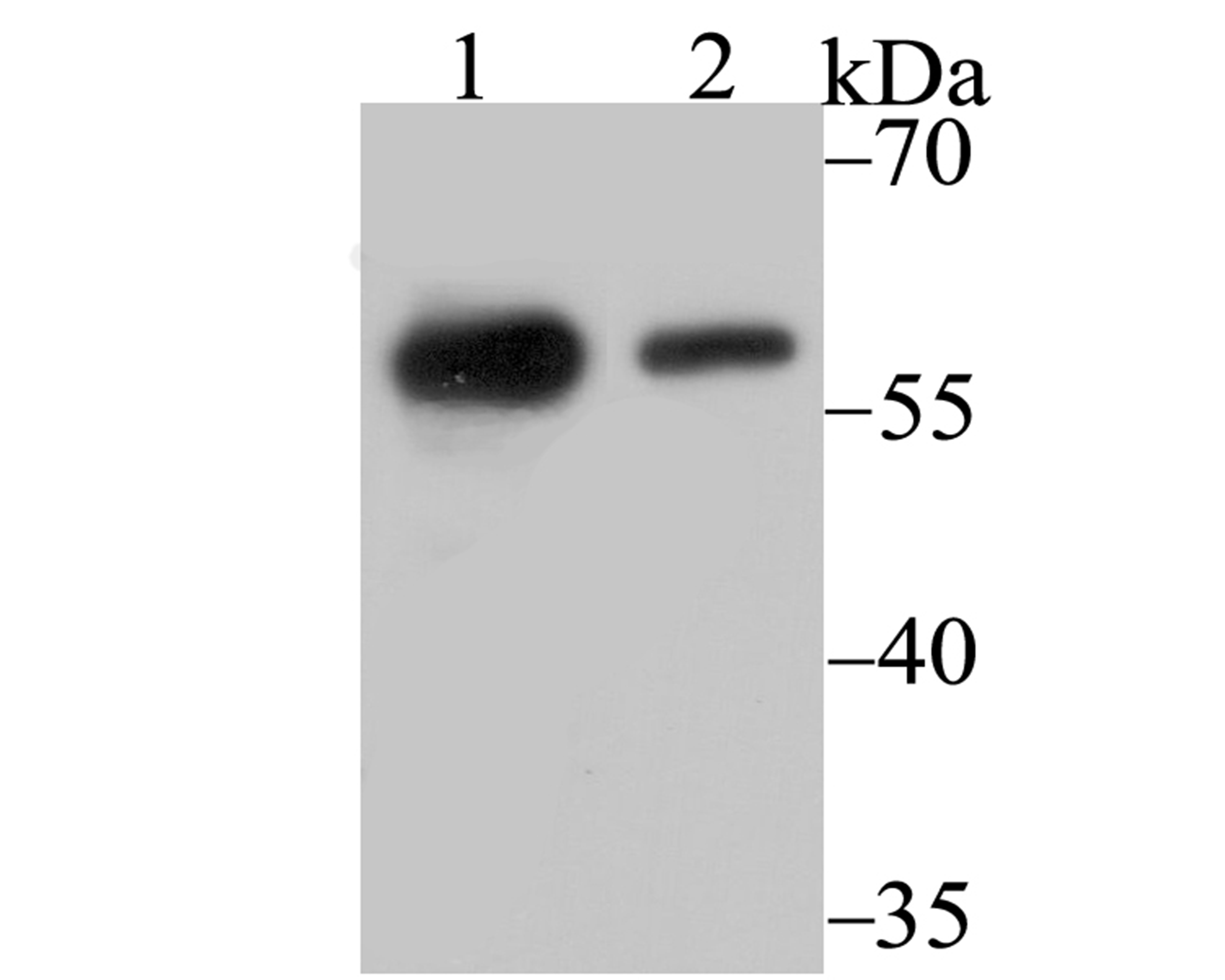 p54nrb Antibody
