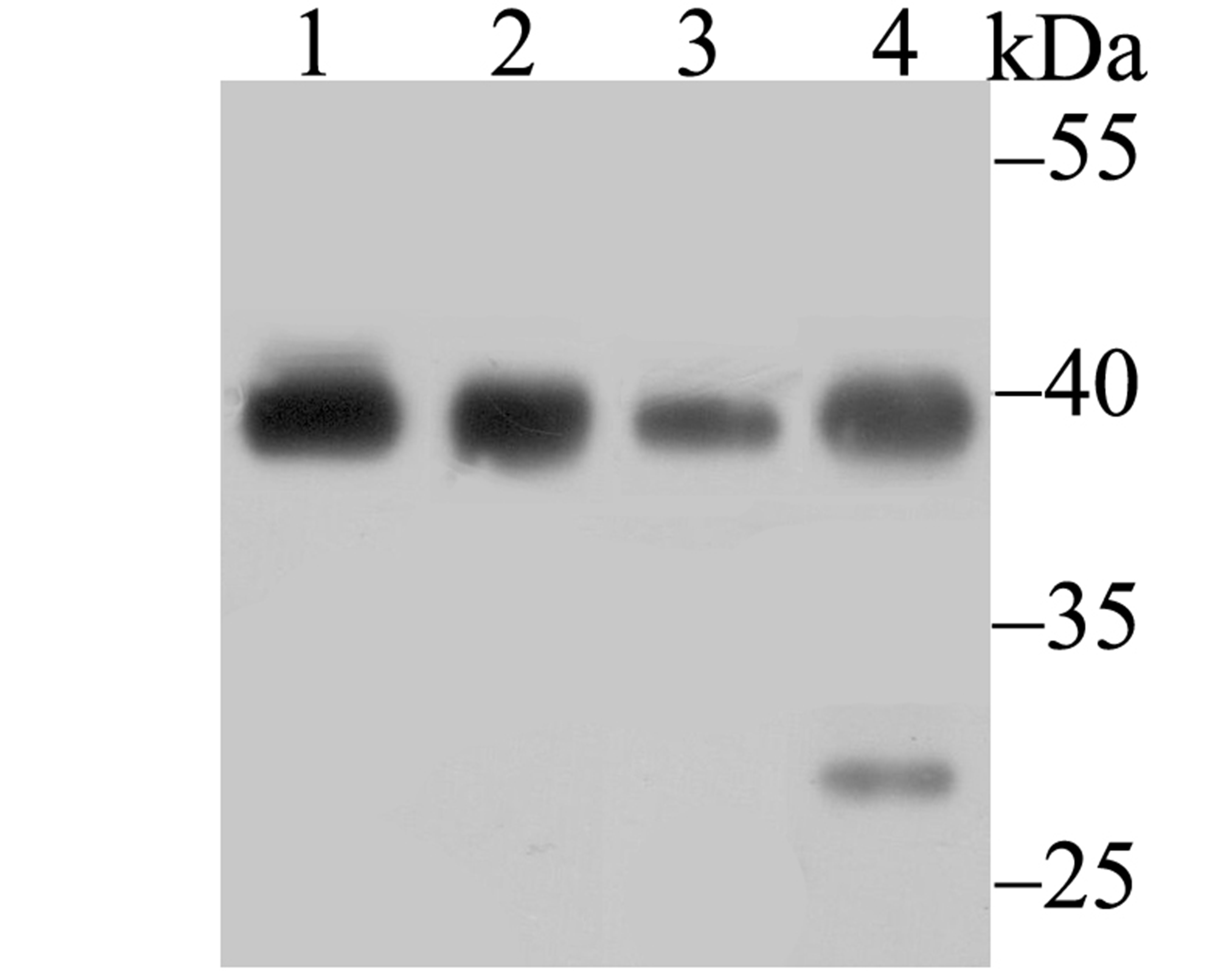 Bub3 Antibody