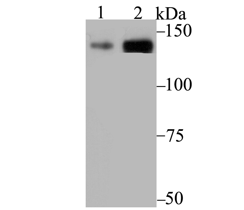 p150 CAF1 Antibody