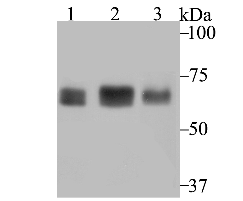 p60 CAF1 Antibody