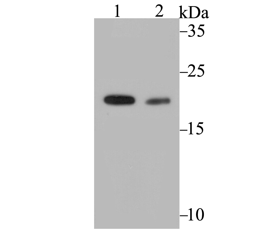 COMT Antibody