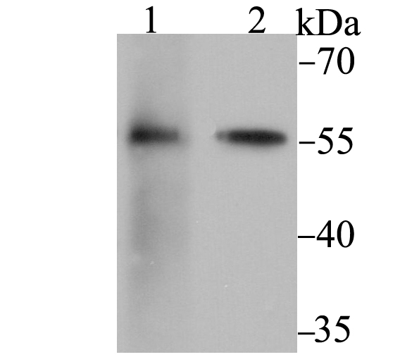 FKBP52 Antibody