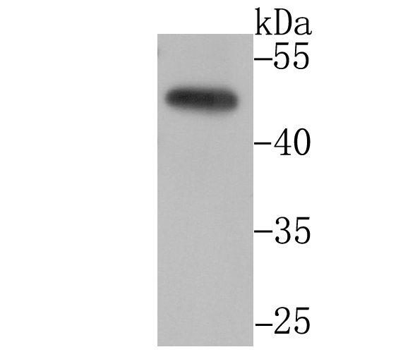 CtBP1 Antibody