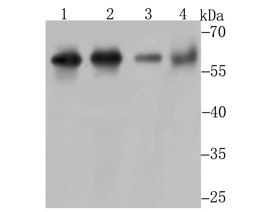 Methionine Aminopeptidase 2 Antibody