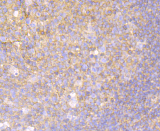 MGEA5 Antibody