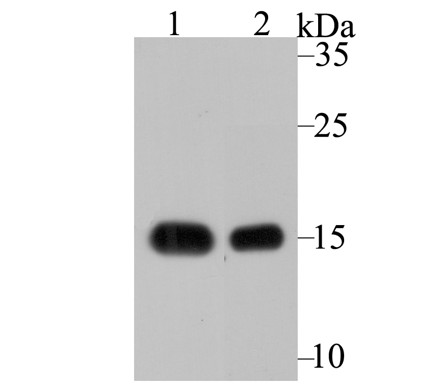 VAMP1 Antibody