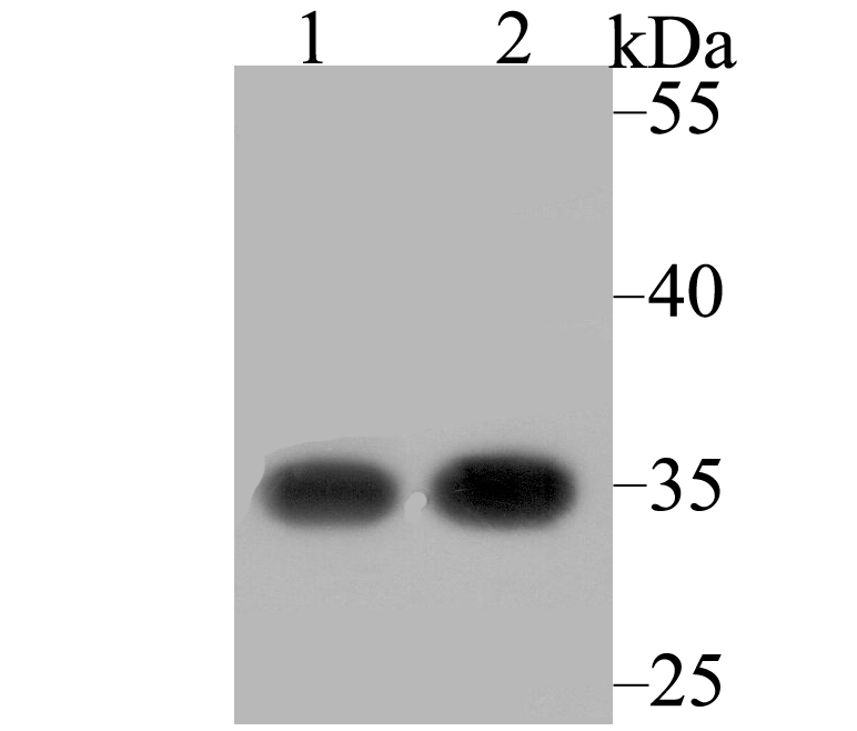 RACK1 Antibody