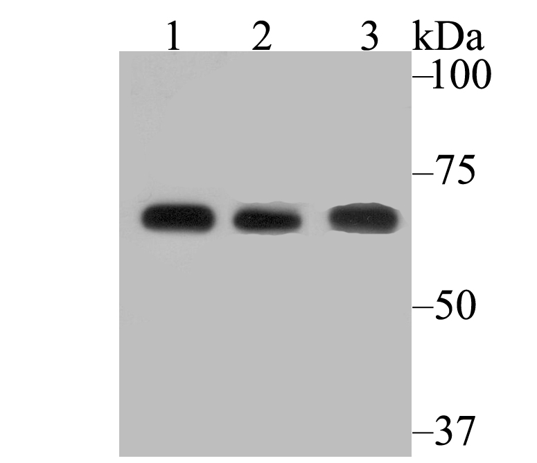 FAAH1 Antibody