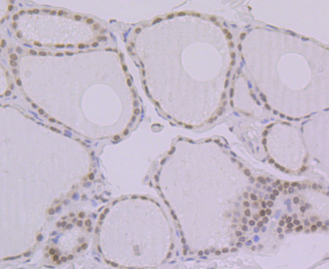 BANF1 Antibody