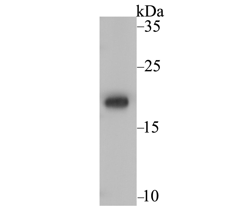 Ndufs4 Antibody