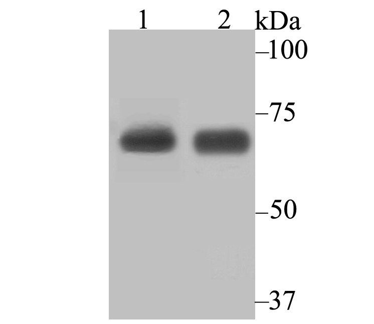 Lysyl tRNA synthetase Antibody