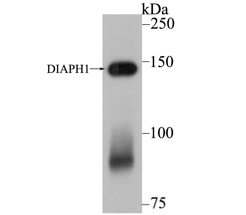 DIAPH1 Antibody