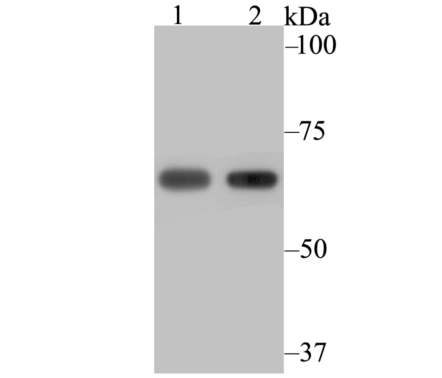 NXF1 Antibody