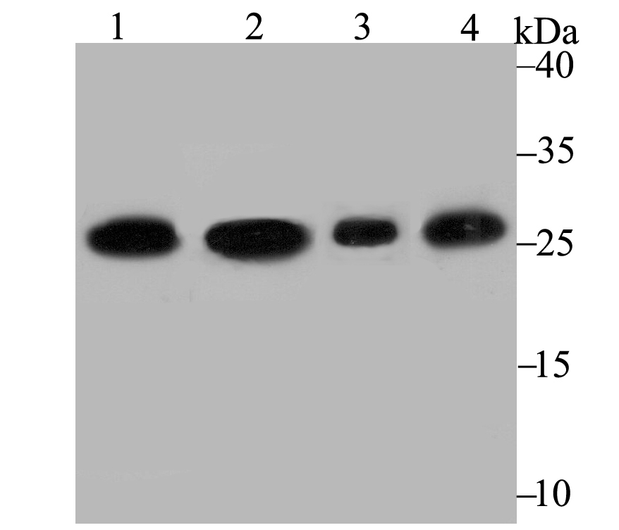 PGAM1 Antibody
