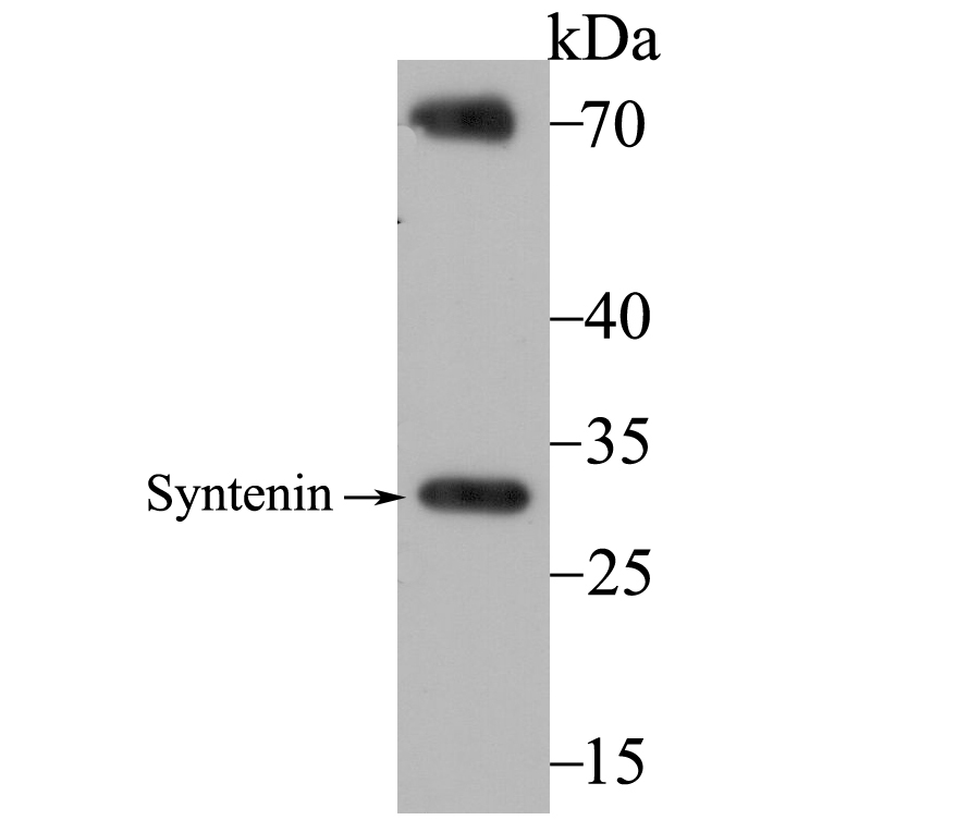 Syntenin Antibody