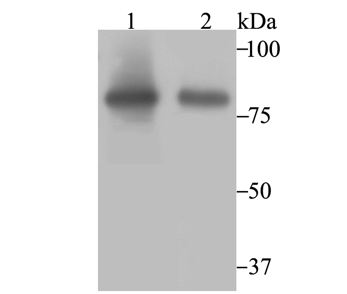 Aconitase 2 Antibody